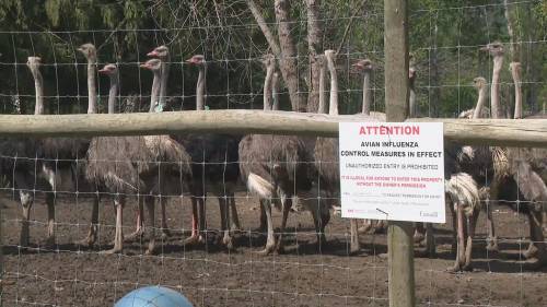 Dozens gather at West Kootenay ostrich farm to protest potential cull [Video]