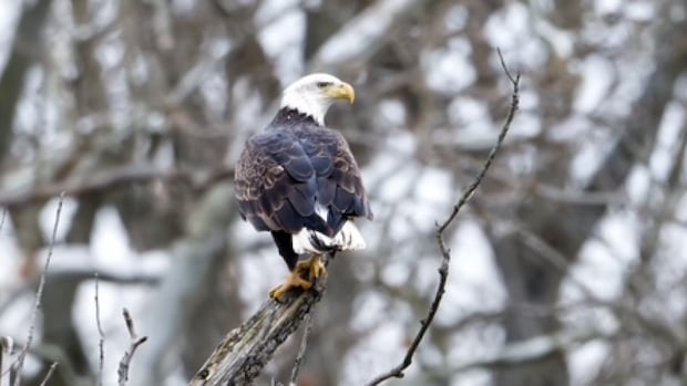 Why southwestern Ontario’s conservationists worry Bill 5 could erase history and wildlife [Video]