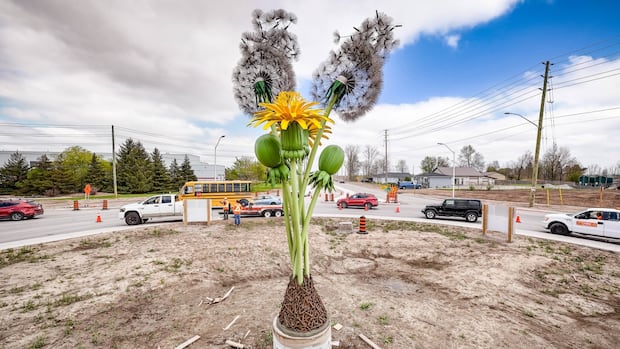 Q&A: Meet the artist behind St. Thomas’ new gigantic metal dandelions [Video]