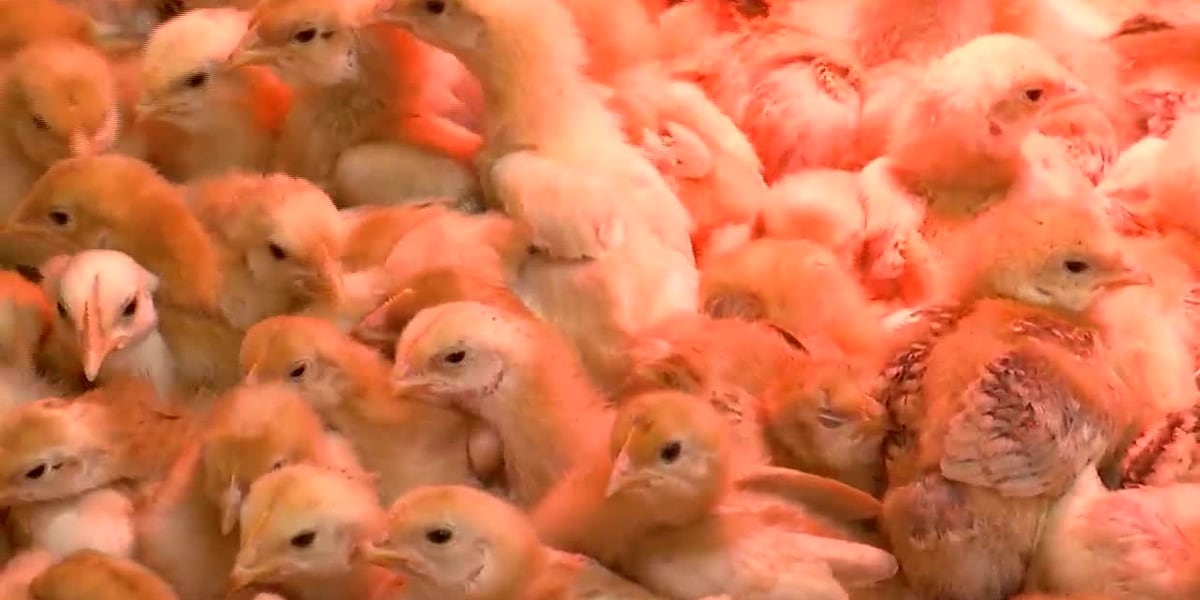 12,000 birds sent to wrong place [Video]