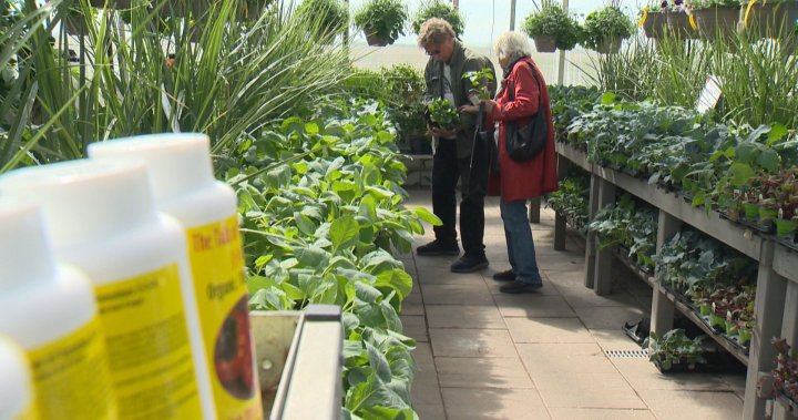 Home gardening sees surge in popularity [Video]