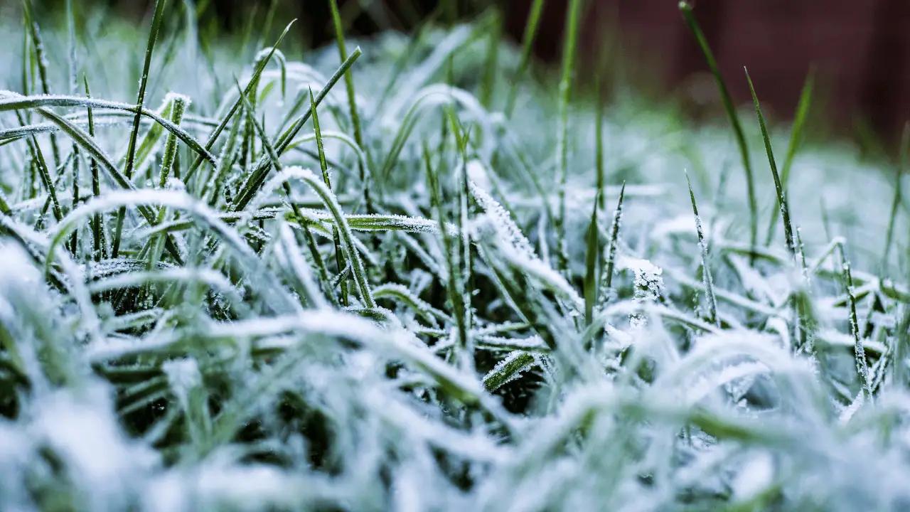 Frost warning in effect for parts of Ontario [Video]