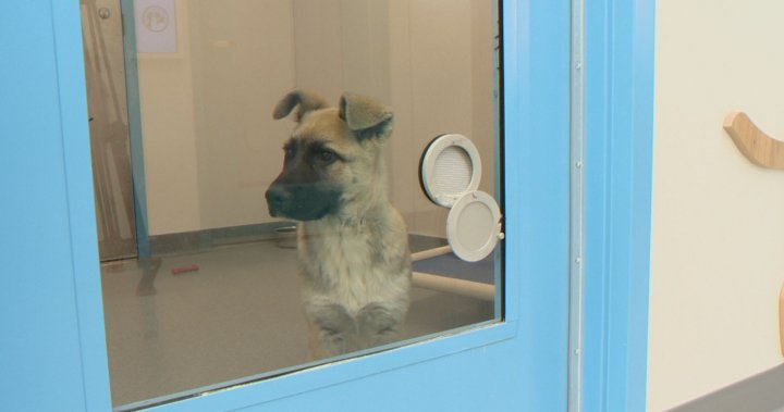 Regina Humane Society seeing consistent high number of dogs [Video]
