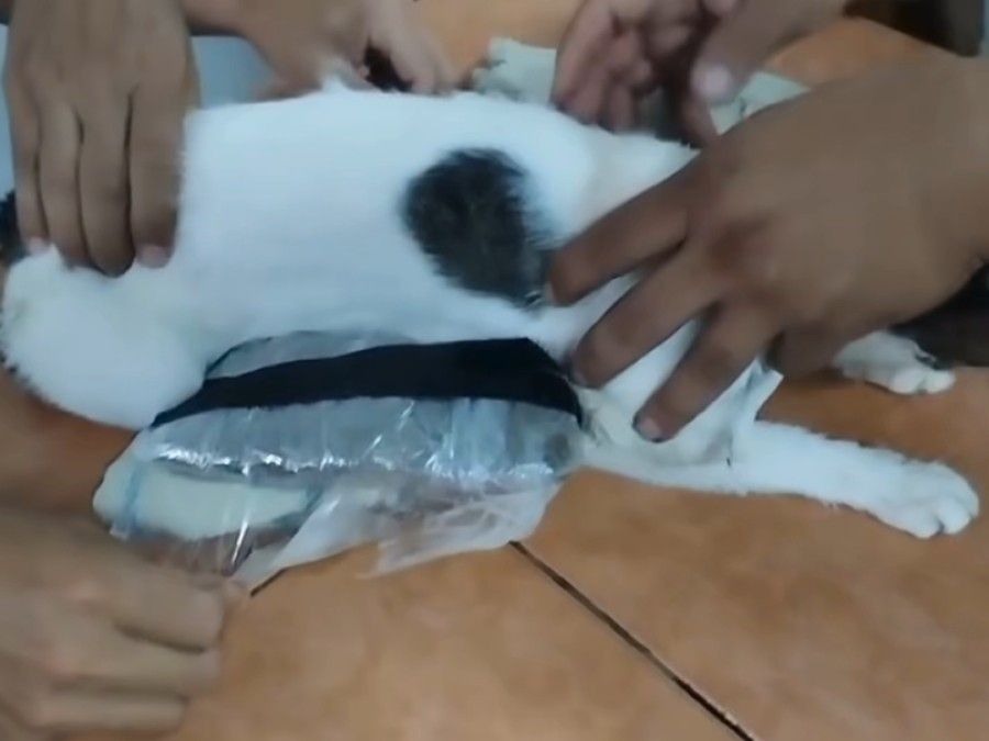 Cat used in attempt to smuggle drugs into Costa Rican prison [Video]