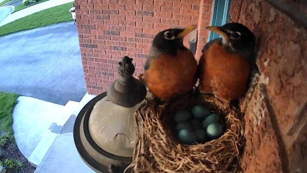 A nesting crunch sees the true story of ‘Avian Sister Wives’ unfold on St. Thomas, Ont., porch [Video]