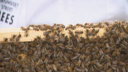 Celebrating Natures Tiny Powerhouse on International Bee Day [Video]