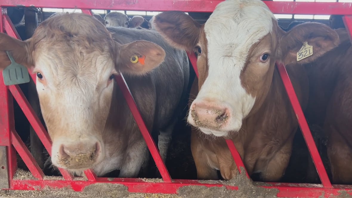 Careful, loose cattle crossing: Increase in farm animals on Island roads prompts warning from RCMP [Video]
