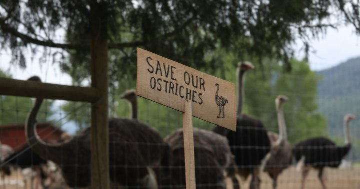 Ahead of ostrich cull, RCMP warn B.C. farm protesters of possible arrest [Video]