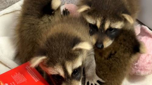 Baby racoons found outside N.S. fire station getting the help they need [Video]