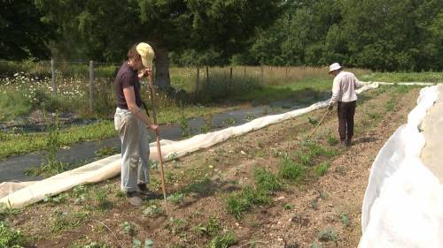 Farmers growing crops for N.B. food banks told they might not get paid this year [Video]
