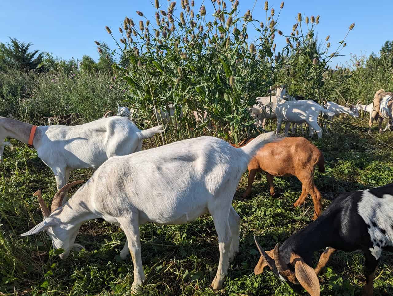 Goats return to help fight a war in Mississauga, Ontario [Video]