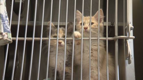 Alberta SPCA investigating after 18 malnourished cats found near Dickson Dam [Video]