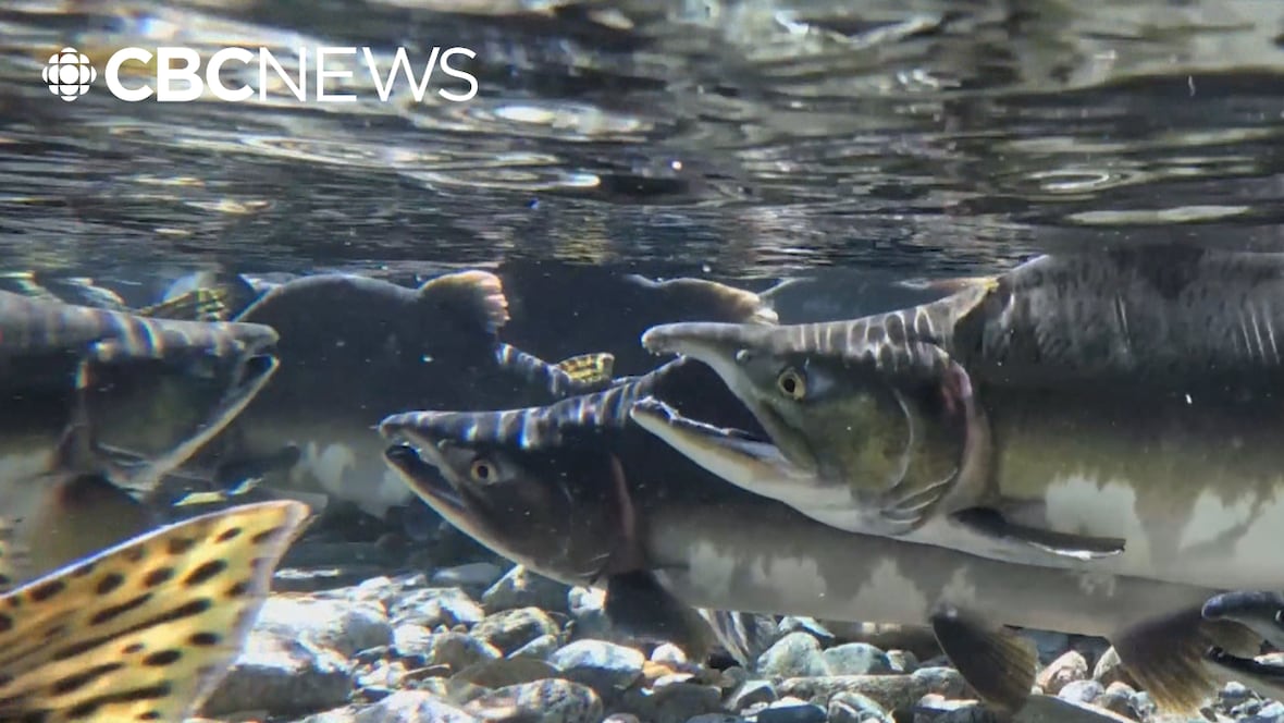 Pink salmon return expected to boost local fisheries, wildlife [Video]