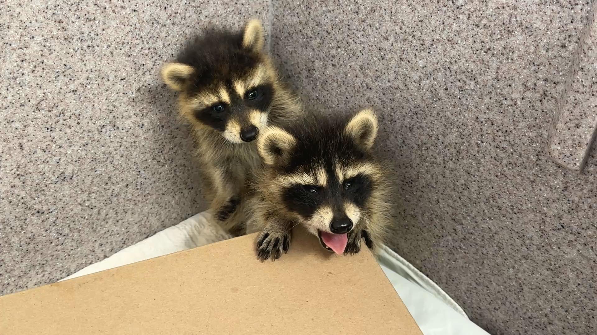 N.S. firefighters spot 2 masked baby bandits in a different kind of rescue – Halifax [Video]