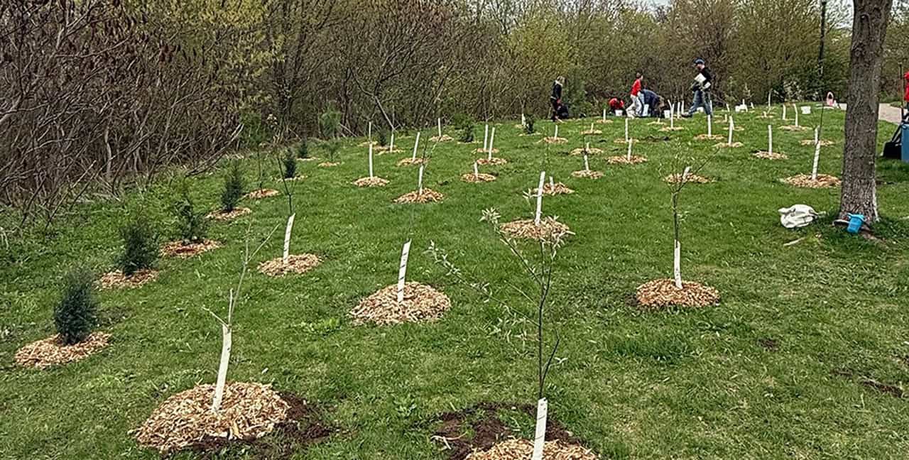 150 newly planted trees ripped up at Ontario Park [Video]