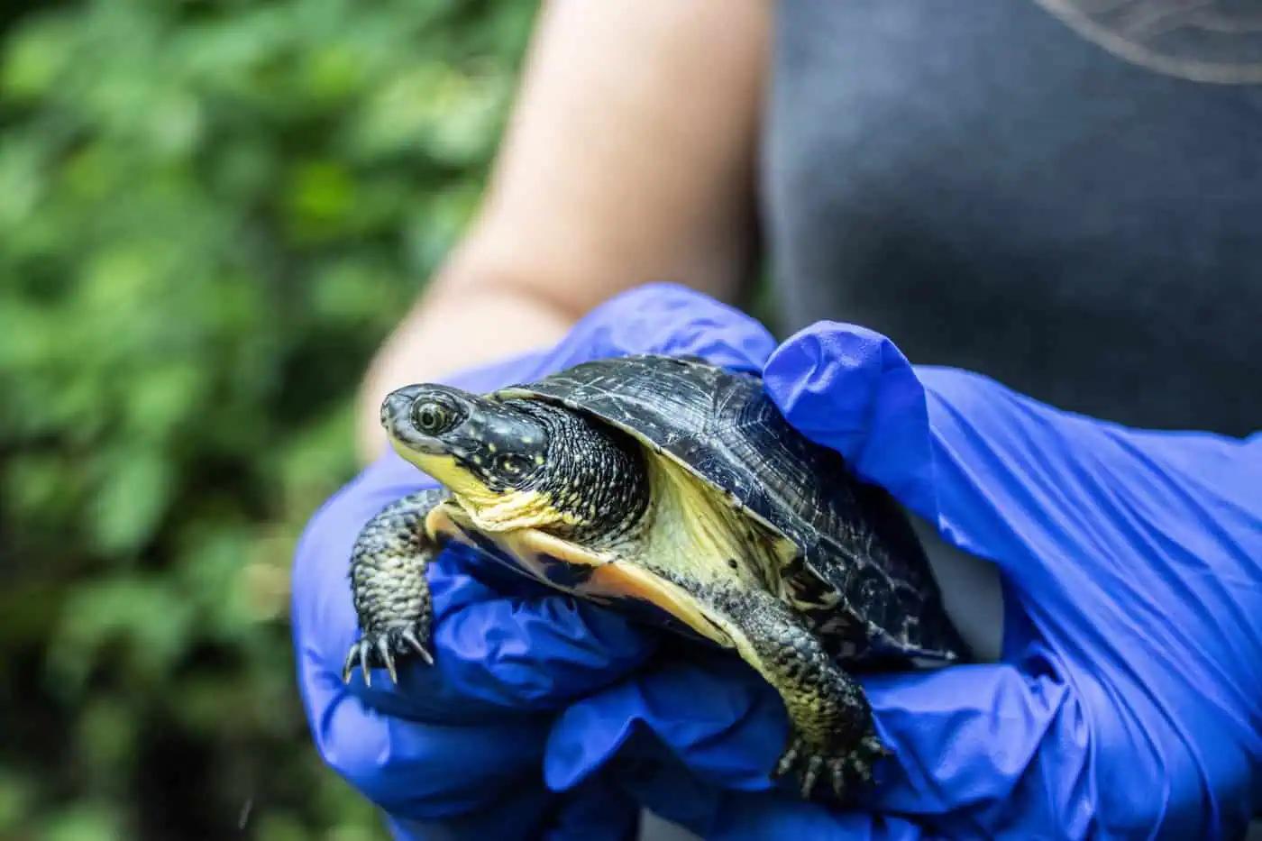 Toronto Zoo warns of extinctions if Ontario mining bill becomes law [Video]