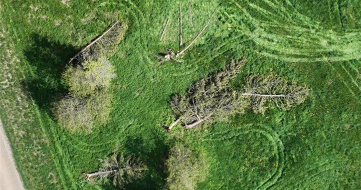 Researchers confirm 1st tornado of 2025 in Ontario has touched down [Video]