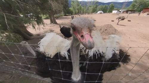 Ostrich reportedly shot on Okanagan farm at centre of cull controversy [Video]