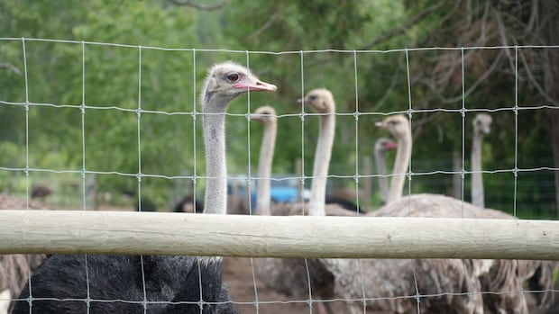 Mounties investigating after 2nd ostrich dies on B.C. farm facing cull order [Video]