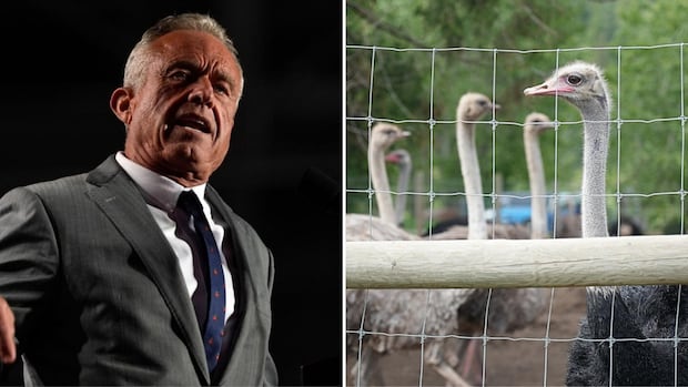 RFK Jr. urges Canadian health officials to spare B.C. ostrich flock from cull [Video]