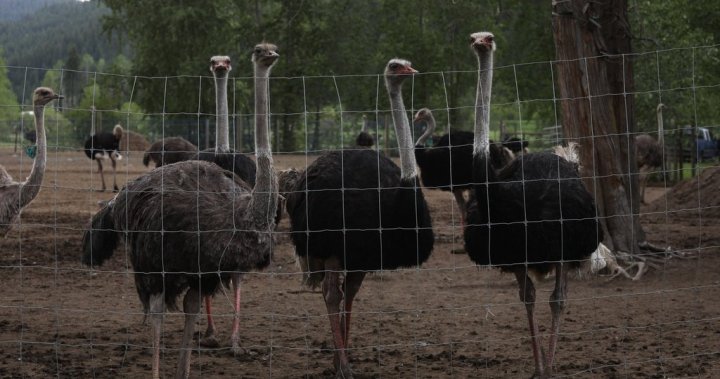 RFK Jr. asks Canadian regulator to reconsider ostrich cull at B.C. farm [Video]