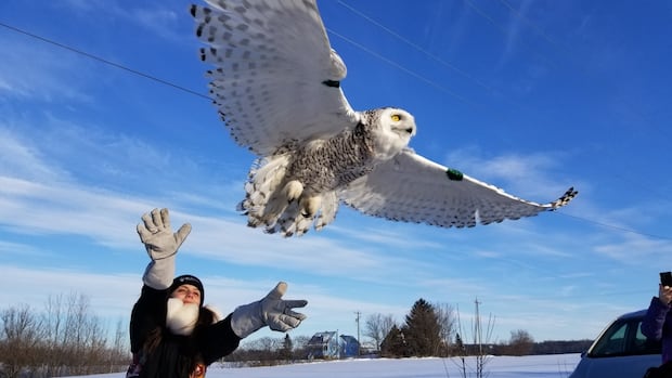 Snowy owl labelled threatened by expert group  and humans are primarily to blame [Video]