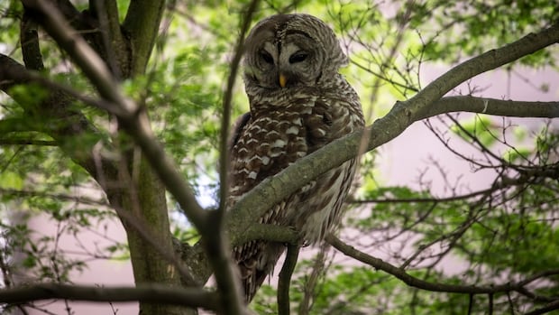 Vancouver park owls a big hoot for wildlife lovers [Video]