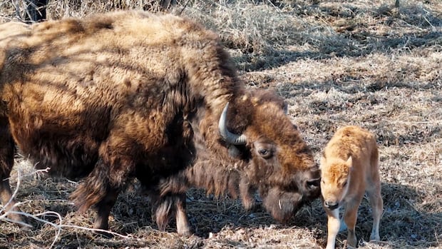 Brokenhead Ojibway Nation welcomes 1st buffalo calves in decades [Video]