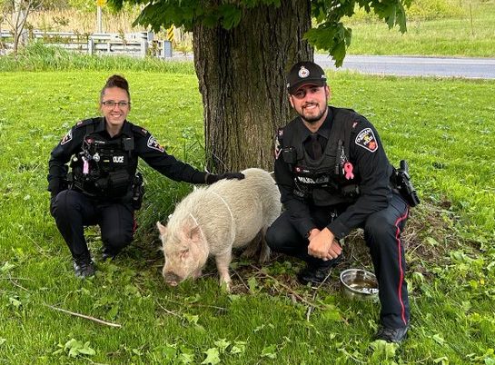 Pigs in the road, along with cows and kangaroos, oh my, keep police in Ontario region busy [Video]