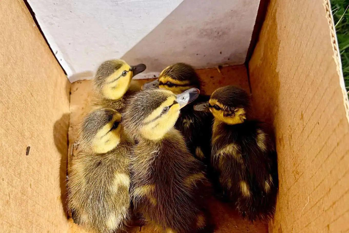 Ducklings rescued from QEW in Ontario [Video]