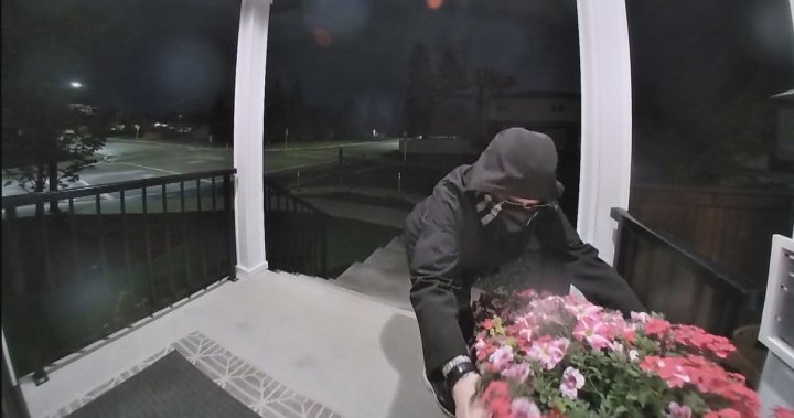 Brazen thief steals flowers from porch in Edmonton – Edmonton [Video]