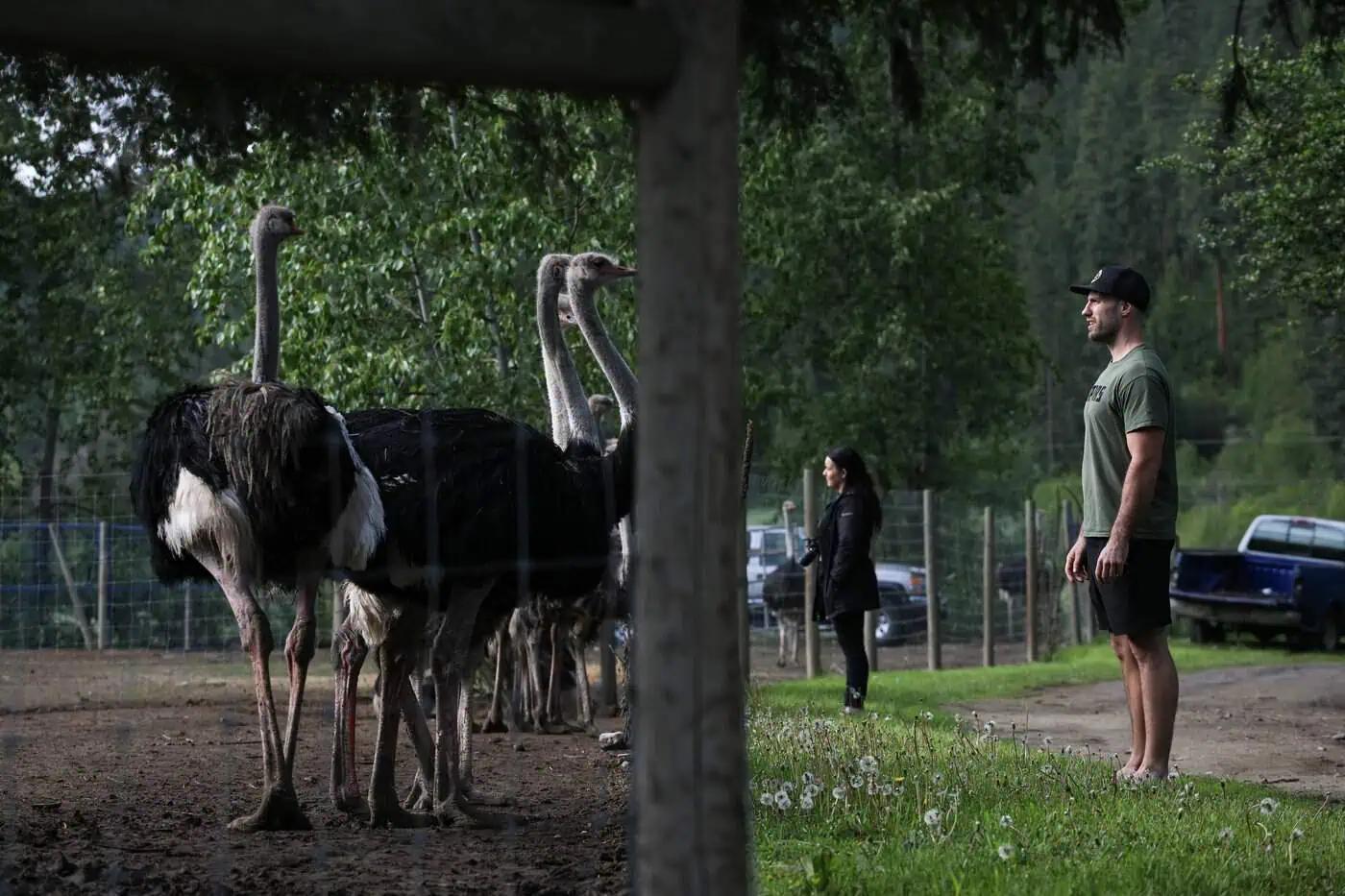 Dr. Oz offers to relocate B.C. ostriches facing cull, but owners decline help [Video]