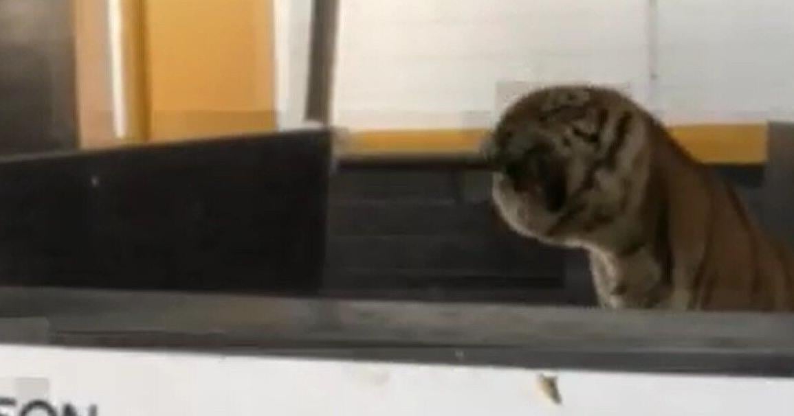 Remember when Ticats said a tiger was loose in Gore Park? [Video]