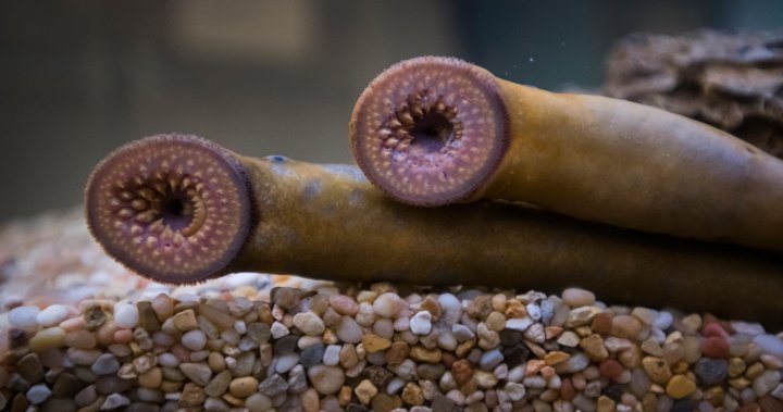 Efforts to limit population of invasive vampire fish in Canadas Great Lakes underway [Video]