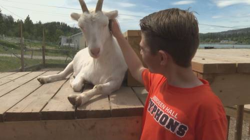 Kelowna elementary students caring for animals [Video]