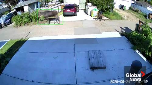 Edmonton senior survives being attacked by mama moose in his own yard [Video]