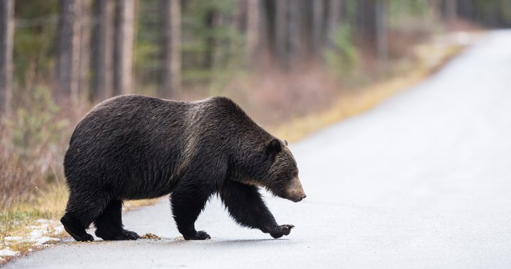 B.C.s new, Indigenous-led grizzly bear stewardship framework inches towards finish line [Video]