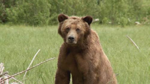 Grizzly bear protection roundtable getting underway [Video]