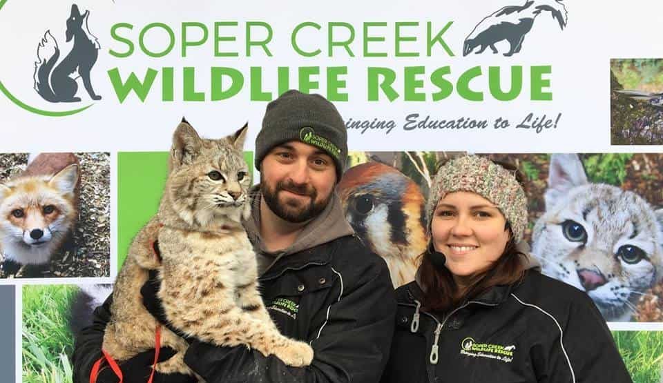 Lack of funding forcing closure of Ontario wildlife rehabilitation hospital [Video]