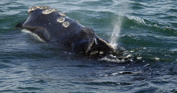 Search continues in the St. Lawrence River for entangled North Atlantic right whale [Video]