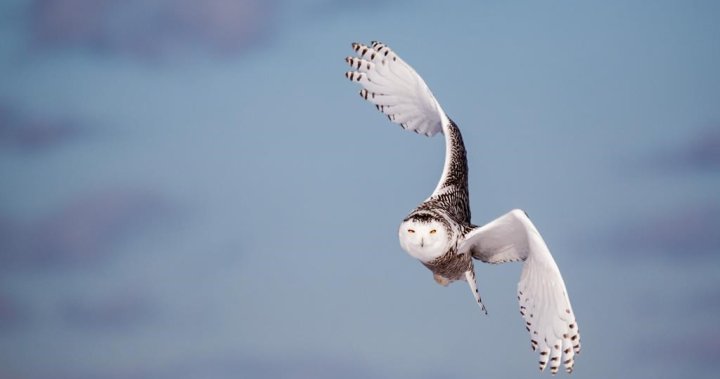 What Quebec experts are doing to save the snowy owl - Montreal [Video]