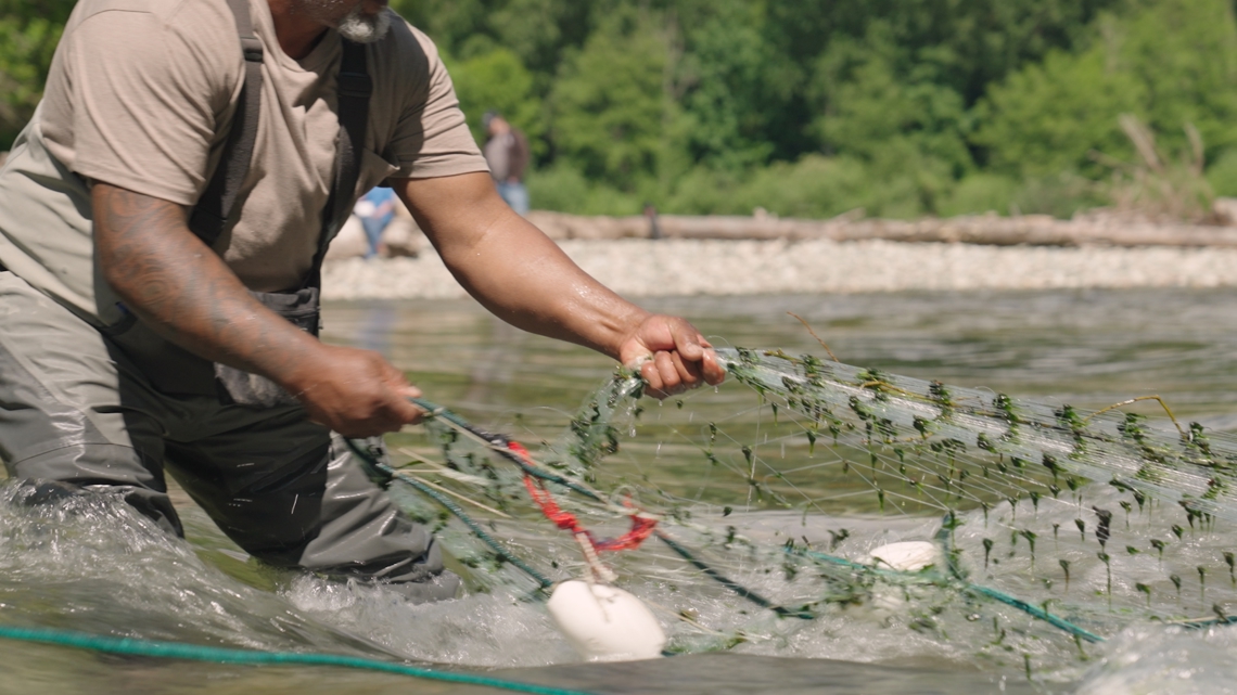 Skagit River Chinook salmon population expected to hit 15-year low [Video]