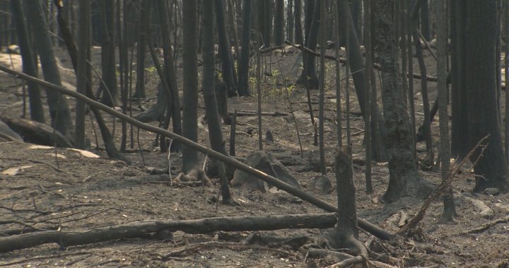 Manitoba residents, cottagers assess wildfire damage in Lac du Bonnet - Winnipeg [Video]