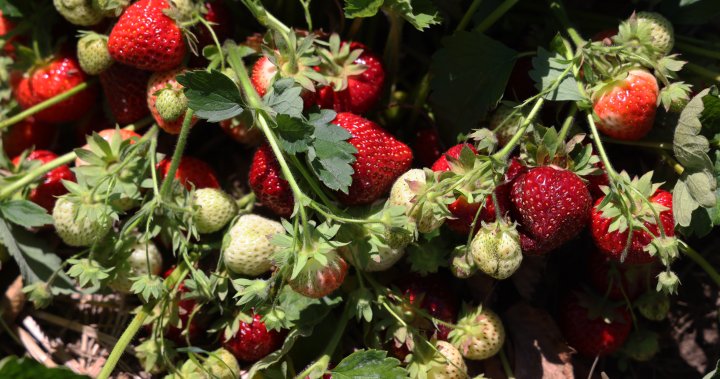 A very anxious time: What a chilly May means for Ontarios berry season [Video]