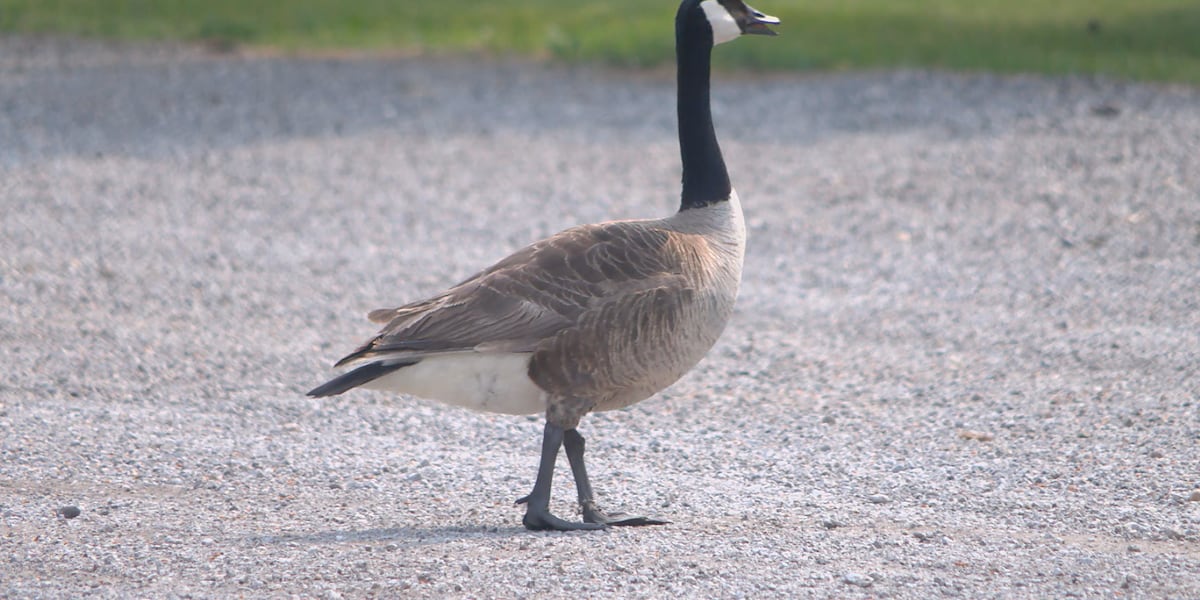 Goose waste creates unsafe beach conditions for McLean County swimmers [Video]