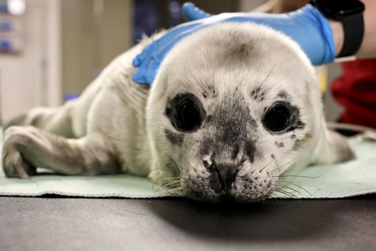 Prematurely born harbour seal called Zeus is rescued on B.C. shore [Video]