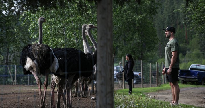 B.C. ostrich farm failed to contain bio risk from avian flu, agency says [Video]