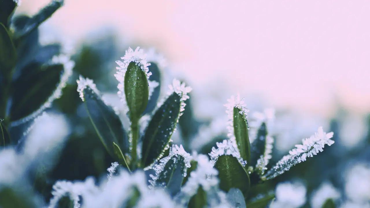 Frost warning in effect for parts of Ontario this weekend [Video]