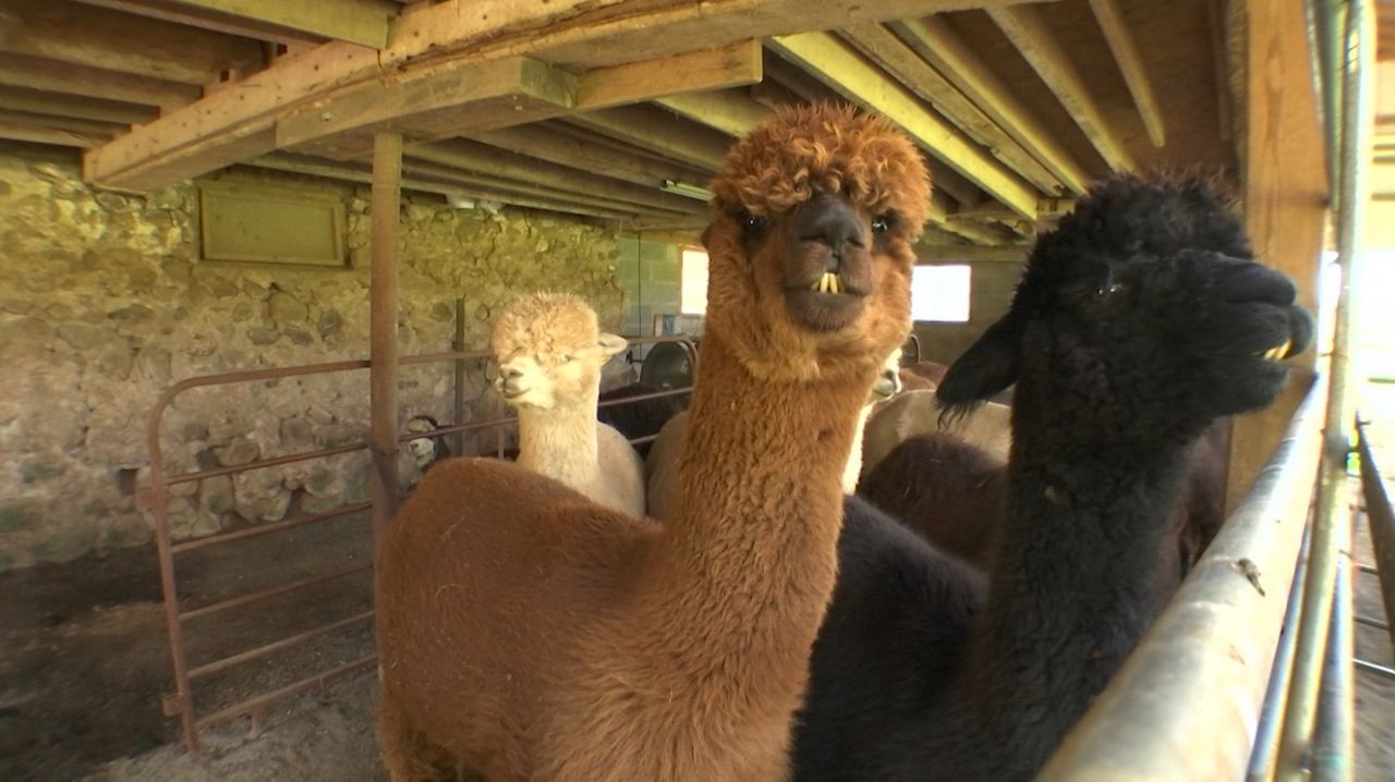Agritourism a growing business in upstate New York [Video]