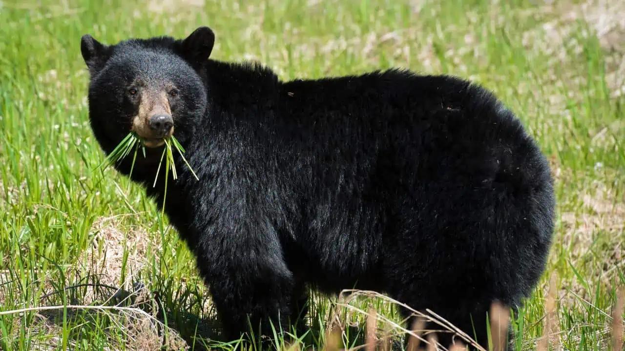 Police cautioning residents after bear spotted in Beaverton, Ontario [Video]